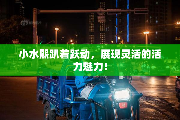 小水熙趴着跃动，展现灵活的活力魅力！