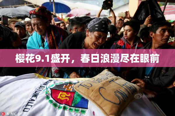 樱花9.1盛开，春日浪漫尽在眼前