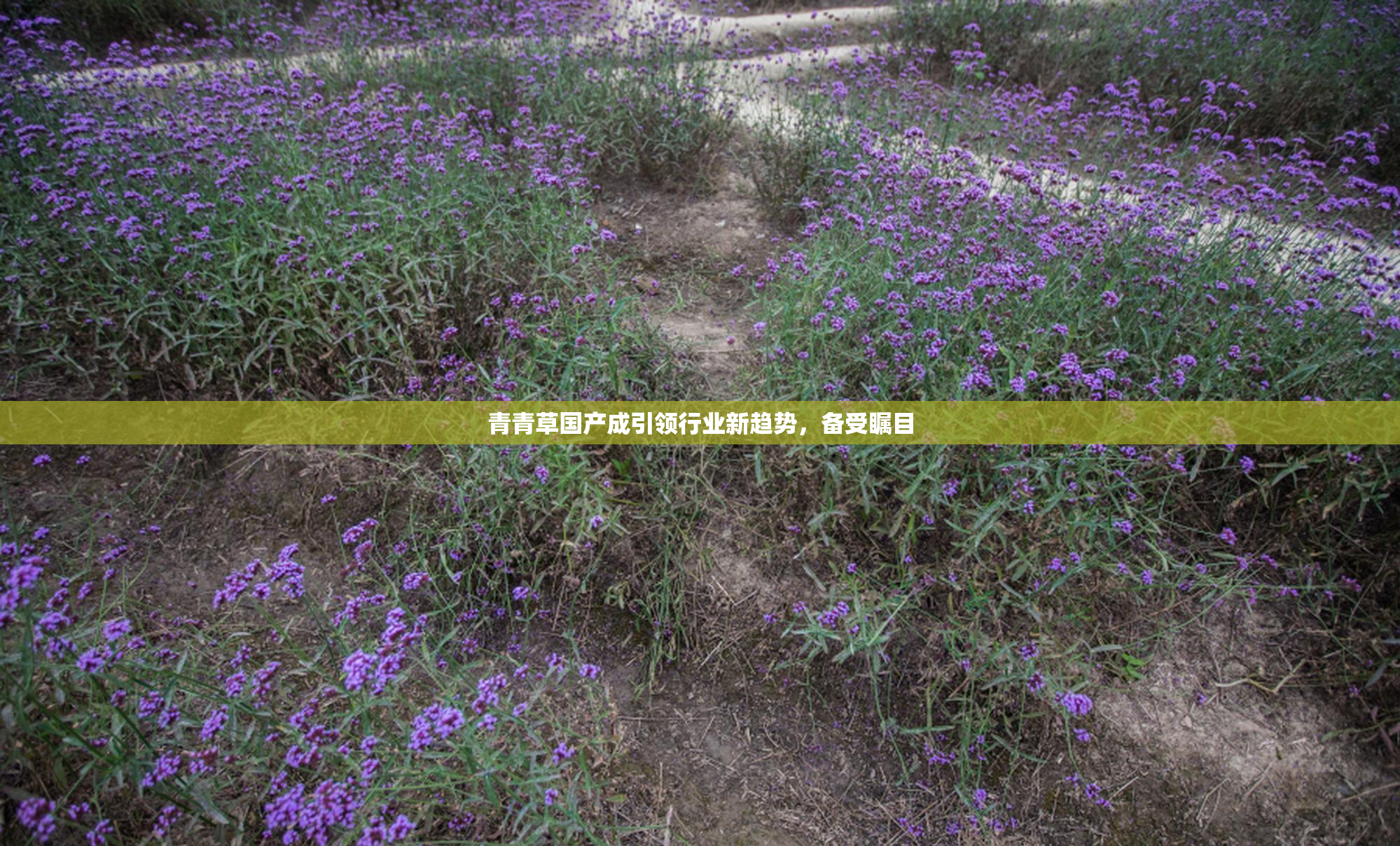 青青草国产成引领行业新趋势，备受瞩目