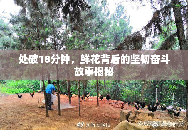 处破18分钟，鲜花背后的坚韧奋斗故事揭秘