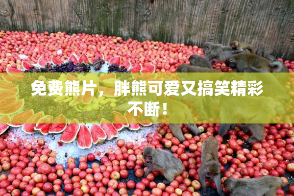 免费熊片，胖熊可爱又搞笑精彩不断！