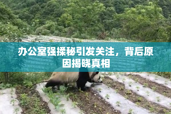 办公室强揉秘引发关注，背后原因揭晓真相