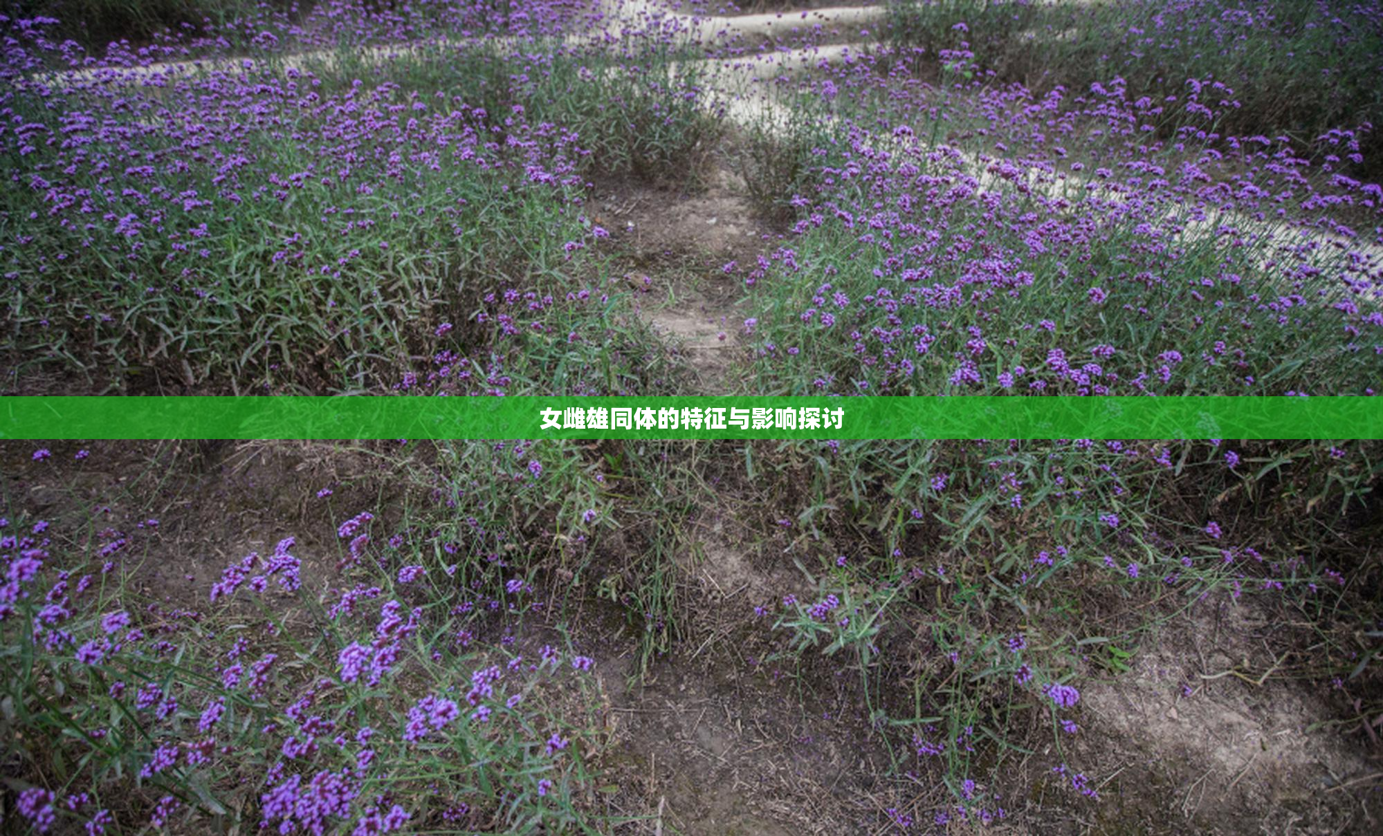 女雌雄同体的特征与影响探讨