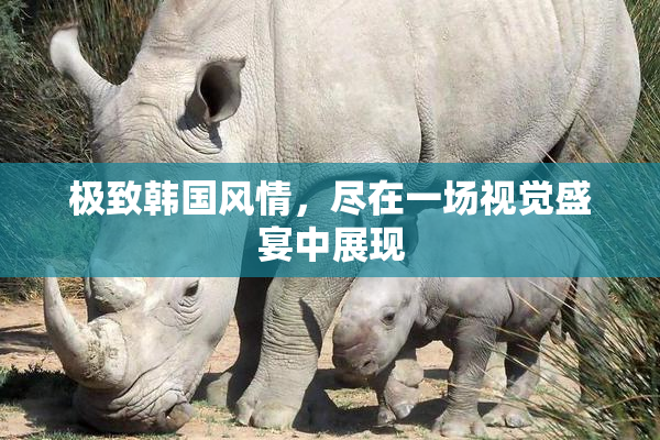 极致韩国风情，尽在一场视觉盛宴中展现