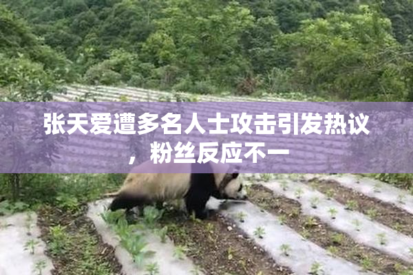 张天爱遭多名人士攻击引发热议，粉丝反应不一