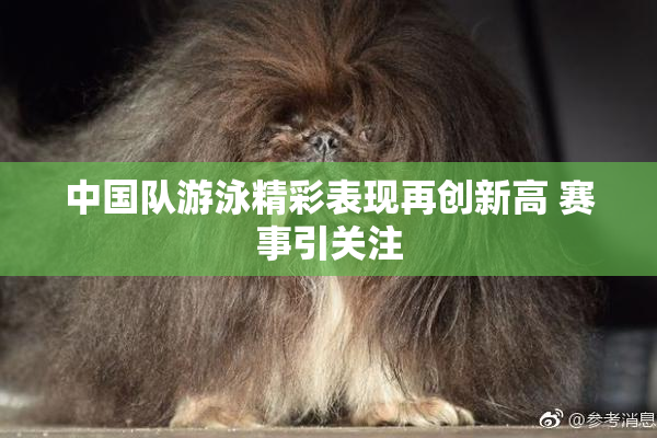 中国队游泳精彩表现再创新高 赛事引关注