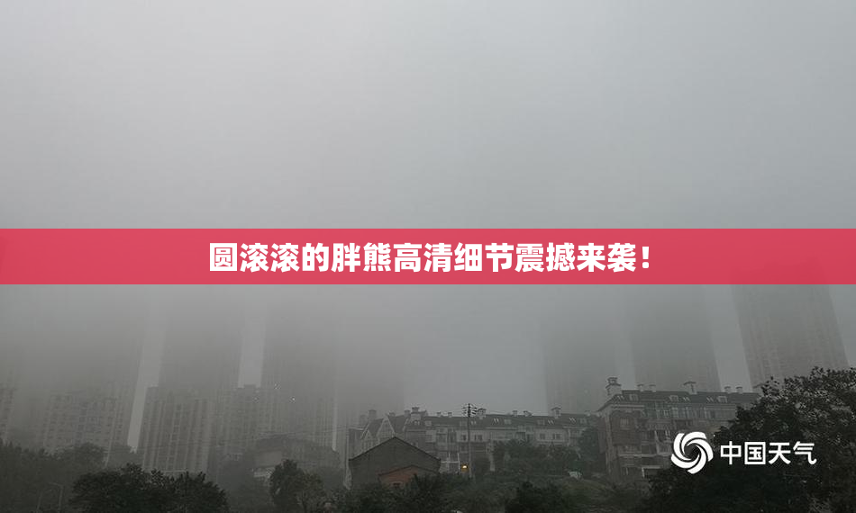 圆滚滚的胖熊高清细节震撼来袭！