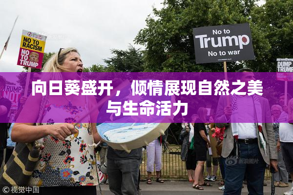 向日葵盛开，倾情展现自然之美与生命活力