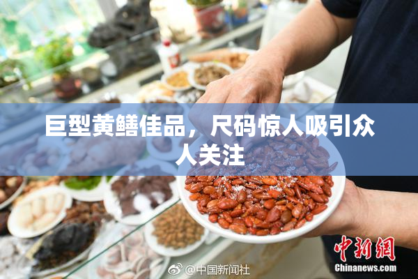 巨型黄鳝佳品，尺码惊人吸引众人关注