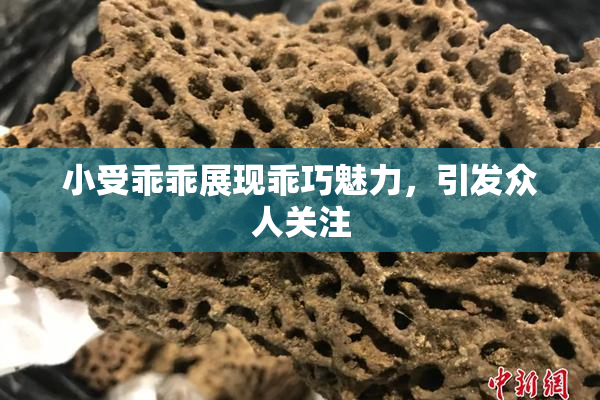 小受乖乖展现乖巧魅力，引发众人关注