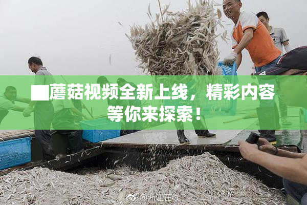 ▇蘑菇视频全新上线，精彩内容等你来探索！