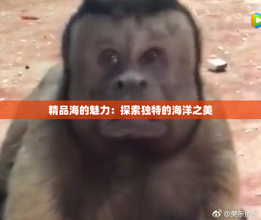 精品海的魅力：探索独特的海洋之美