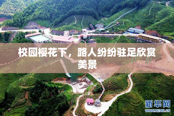 校园樱花下，路人纷纷驻足欣赏美景