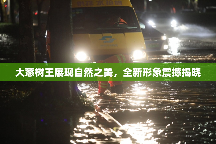 大慈树王展现自然之美，全新形象震撼揭晓