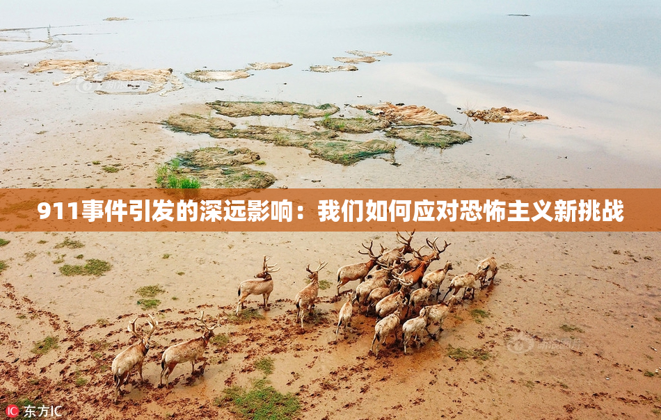 911事件引发的深远影响：我们如何应对恐怖主义新挑战