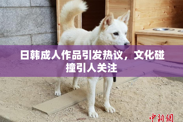 日韩成人作品引发热议，文化碰撞引人关注
