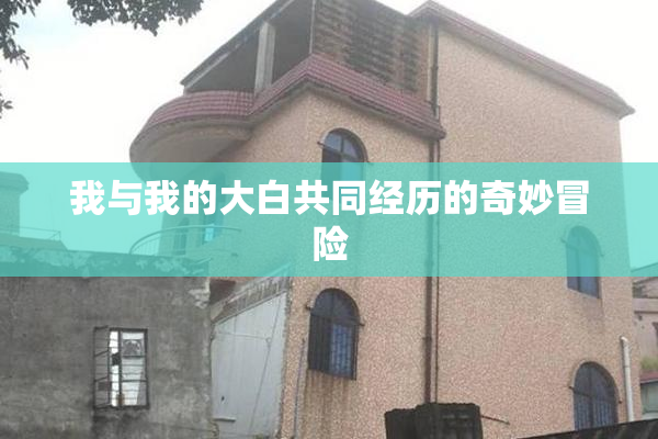 我与我的大白共同经历的奇妙冒险