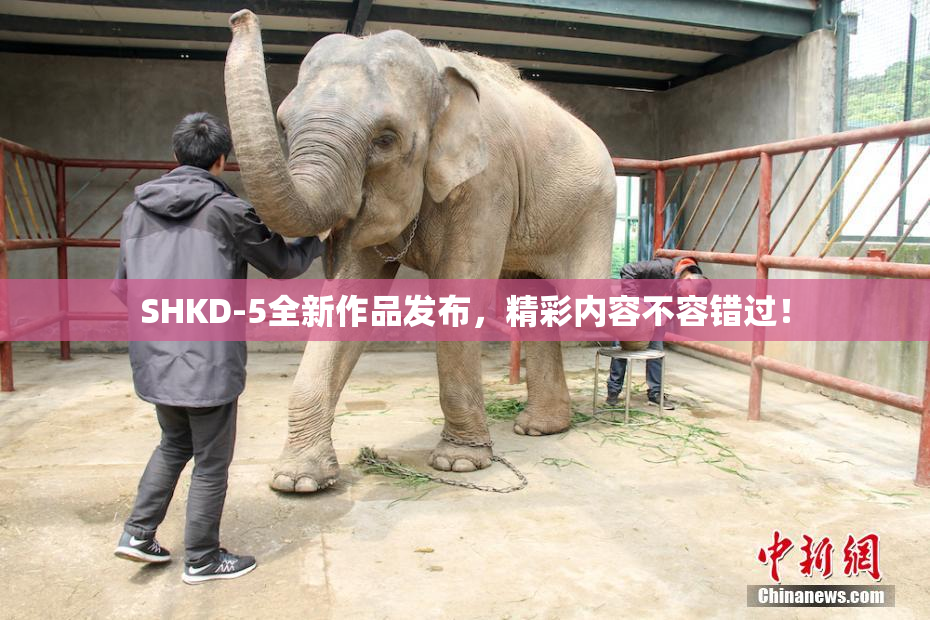 SHKD-5全新作品发布，精彩内容不容错过！