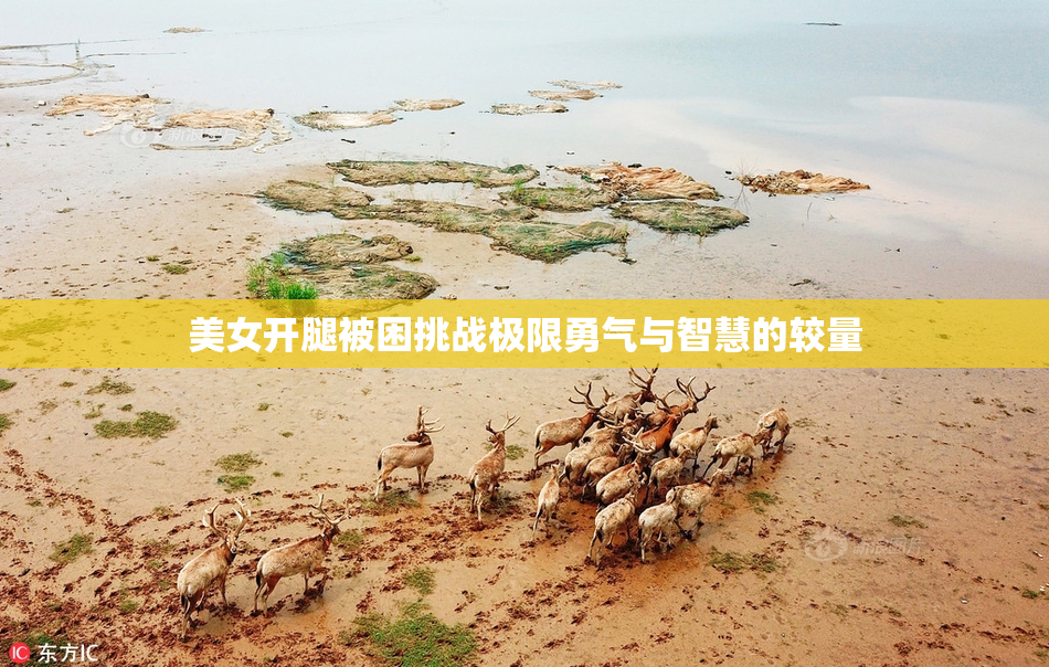 美女开腿被困挑战极限勇气与智慧的较量