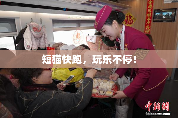 短猫快跑，玩乐不停！