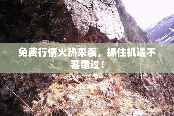免费行情火热来袭，抓住机遇不容错过！