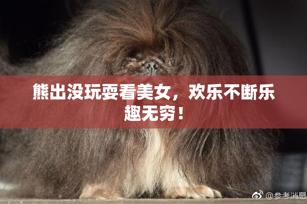 熊出没玩耍看美女，欢乐不断乐趣无穷！