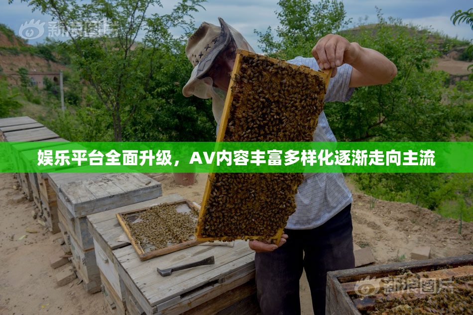 娱乐平台全面升级，AV内容丰富多样化逐渐走向主流