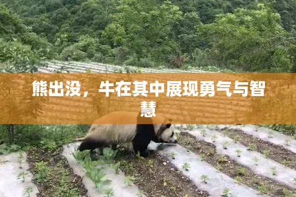 熊出没，牛在其中展现勇气与智慧