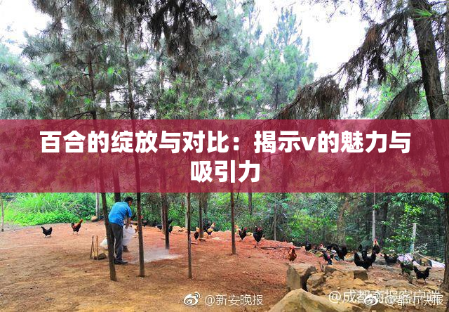 百合的绽放与对比：揭示v的魅力与吸引力
