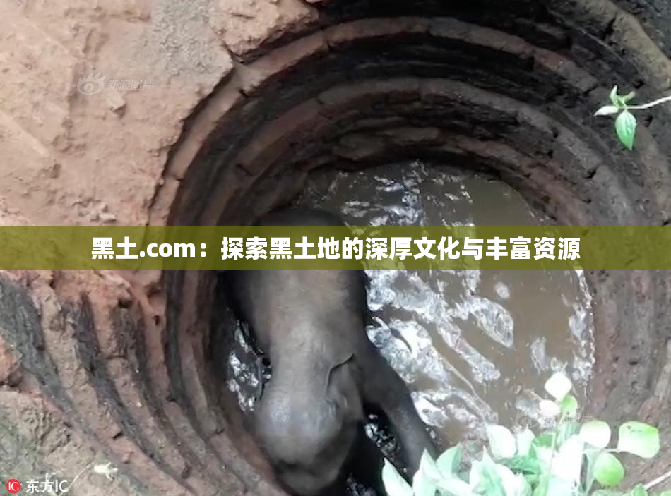 黑土.com：探索黑土地的深厚文化与丰富资源