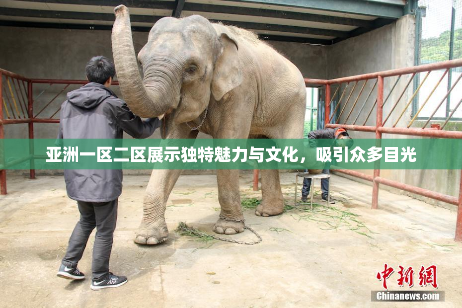 亚洲一区二区展示独特魅力与文化，吸引众多目光