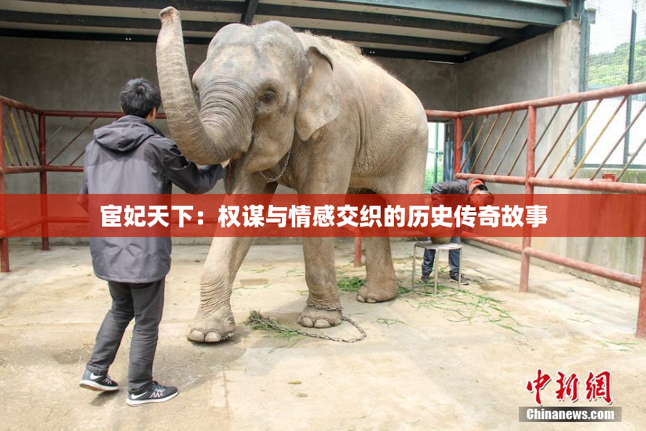宦妃天下：权谋与情感交织的历史传奇故事