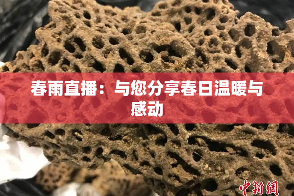 春雨直播：与您分享春日温暖与感动