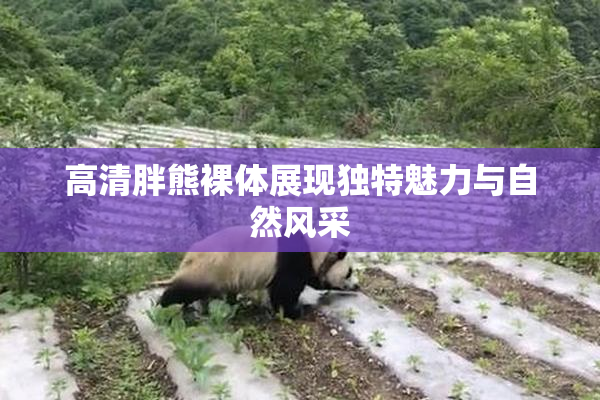 高清胖熊裸体展现独特魅力与自然风采