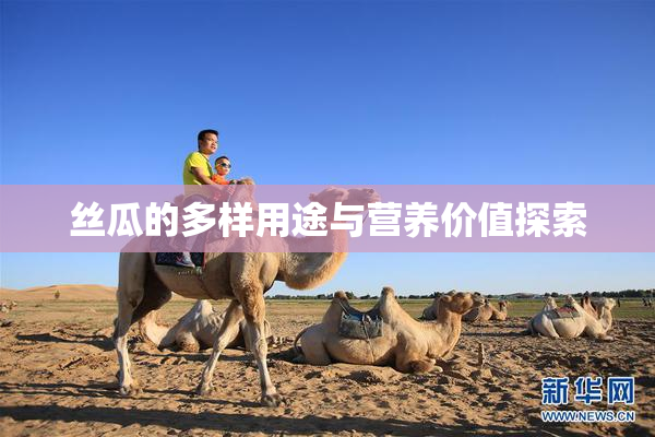 丝瓜的多样用途与营养价值探索