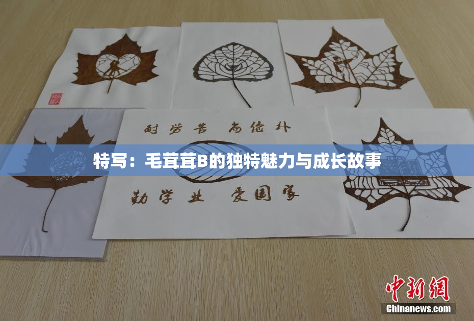 特写：毛茸茸B的独特魅力与成长故事