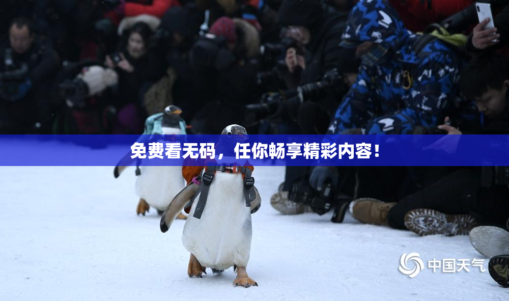 免费看无码，任你畅享精彩内容！