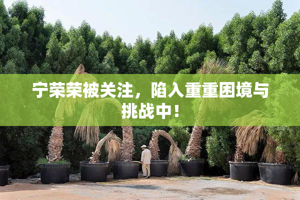 宁荣荣被关注，陷入重重困境与挑战中！
