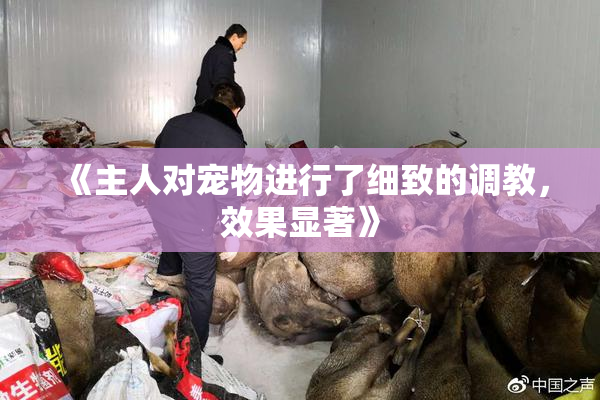 《主人对宠物进行了细致的调教，效果显著》
