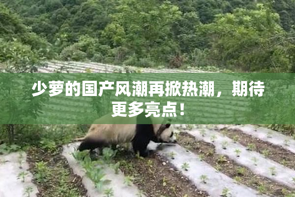 少萝的国产风潮再掀热潮，期待更多亮点！