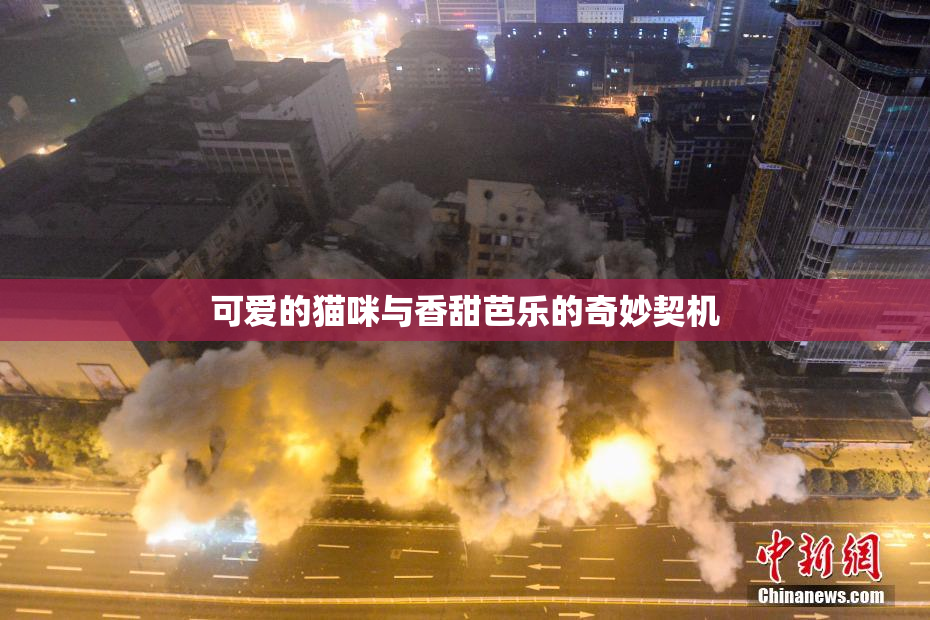 可爱的猫咪与香甜芭乐的奇妙契机