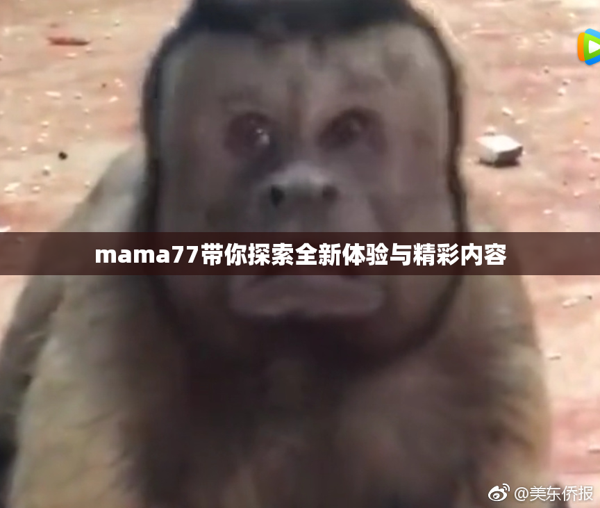 mama77带你探索全新体验与精彩内容