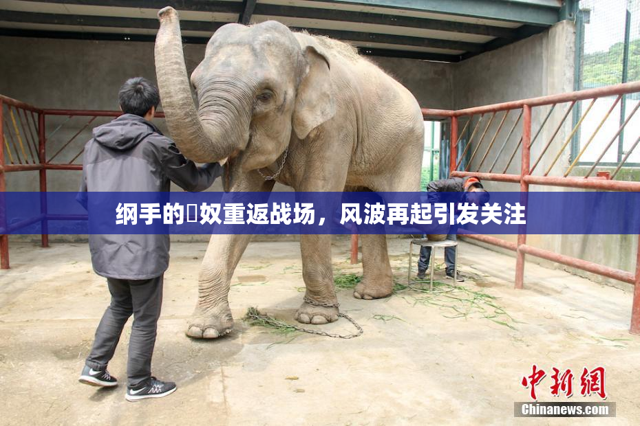 纲手的婬奴重返战场，风波再起引发关注