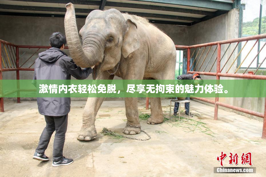 激情内衣轻松免脱，尽享无拘束的魅力体验。