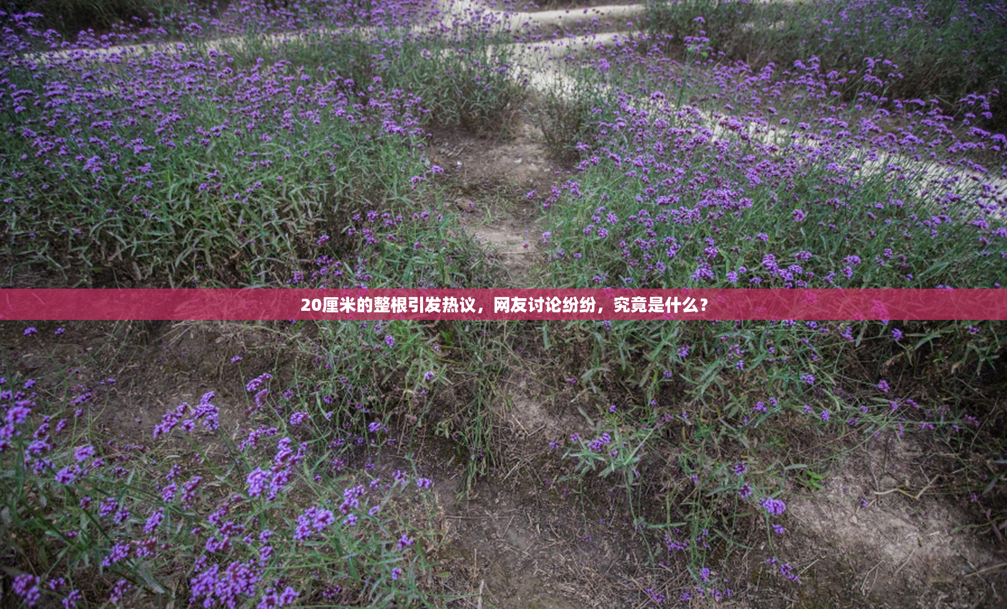 20厘米的整根引发热议，网友讨论纷纷，究竟是什么？