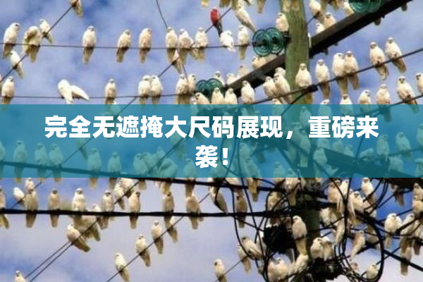 完全无遮掩大尺码展现，重磅来袭！