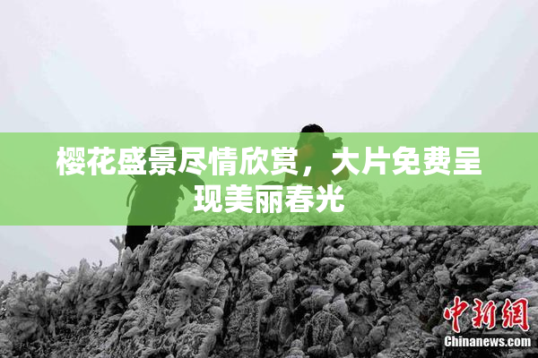 樱花盛景尽情欣赏，大片免费呈现美丽春光
