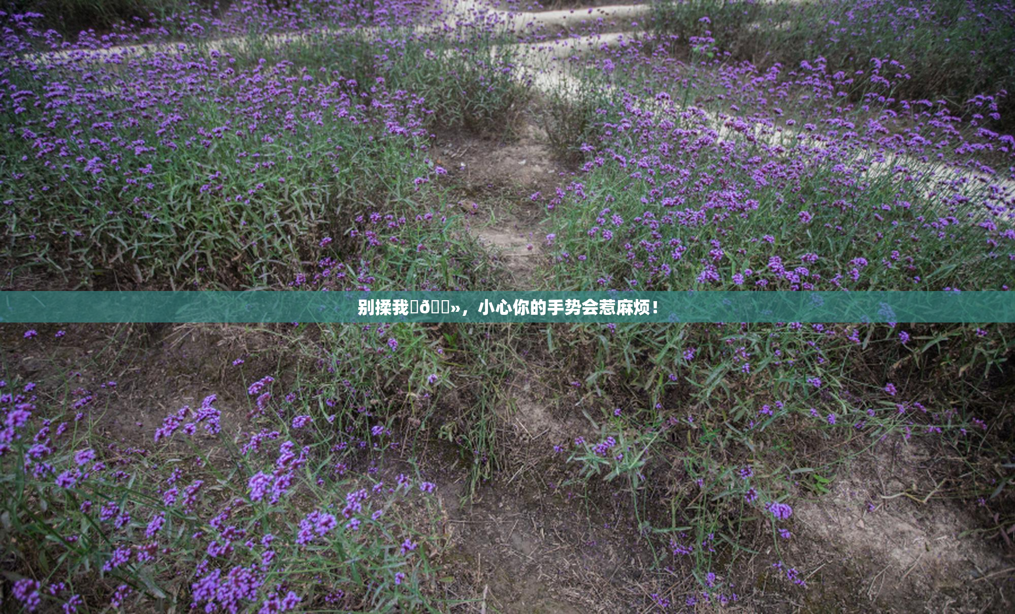别揉我‌🐻，小心你的手势会惹麻烦！