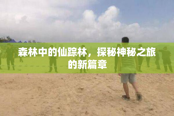 森林中的仙踪林，探秘神秘之旅的新篇章