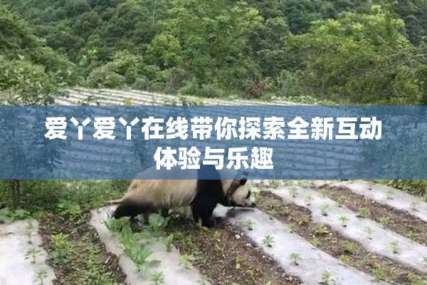 爱丫爱丫在线带你探索全新互动体验与乐趣